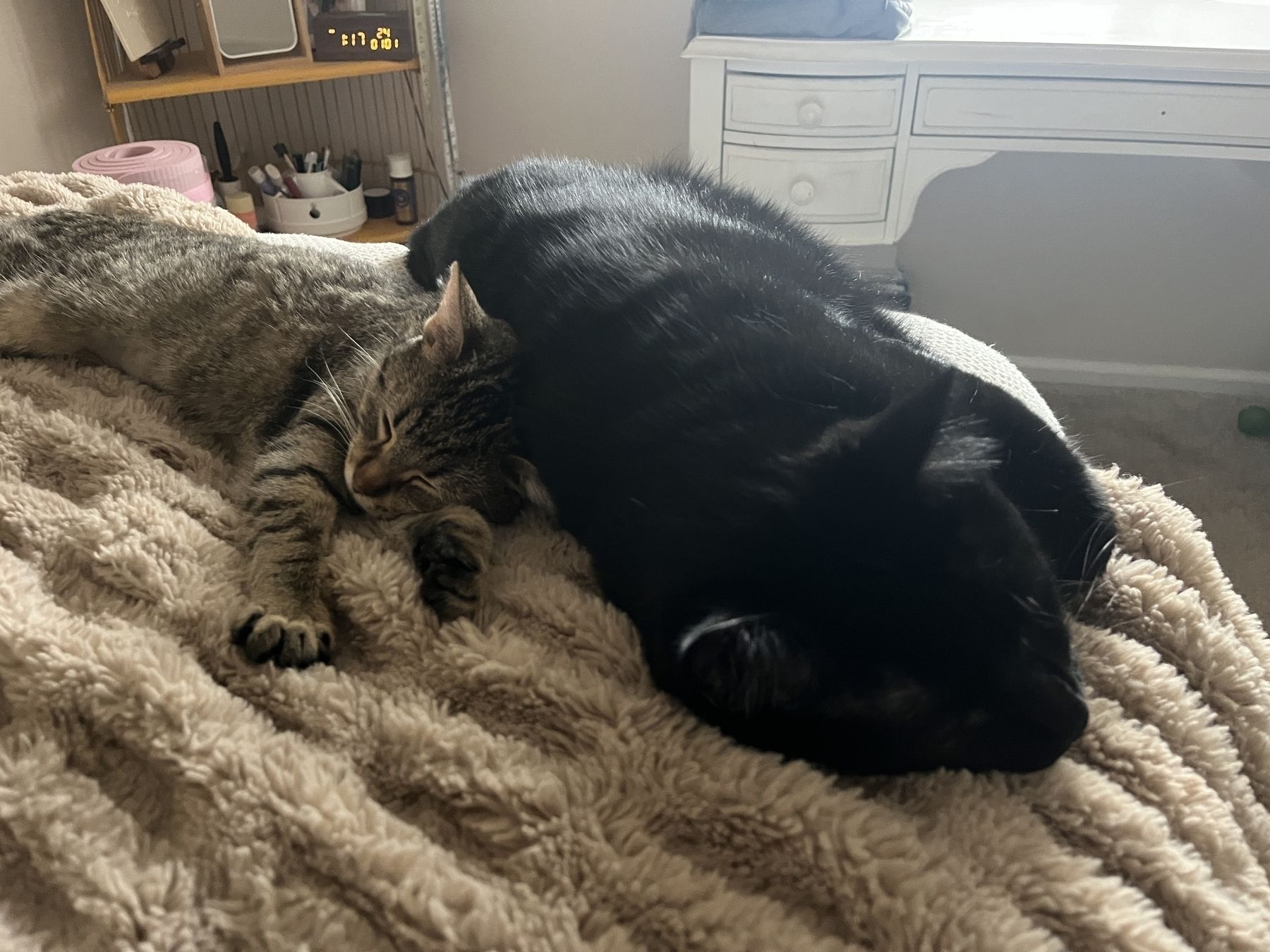 Two cats napping on a bed, one small gray tabby and one big black cat.