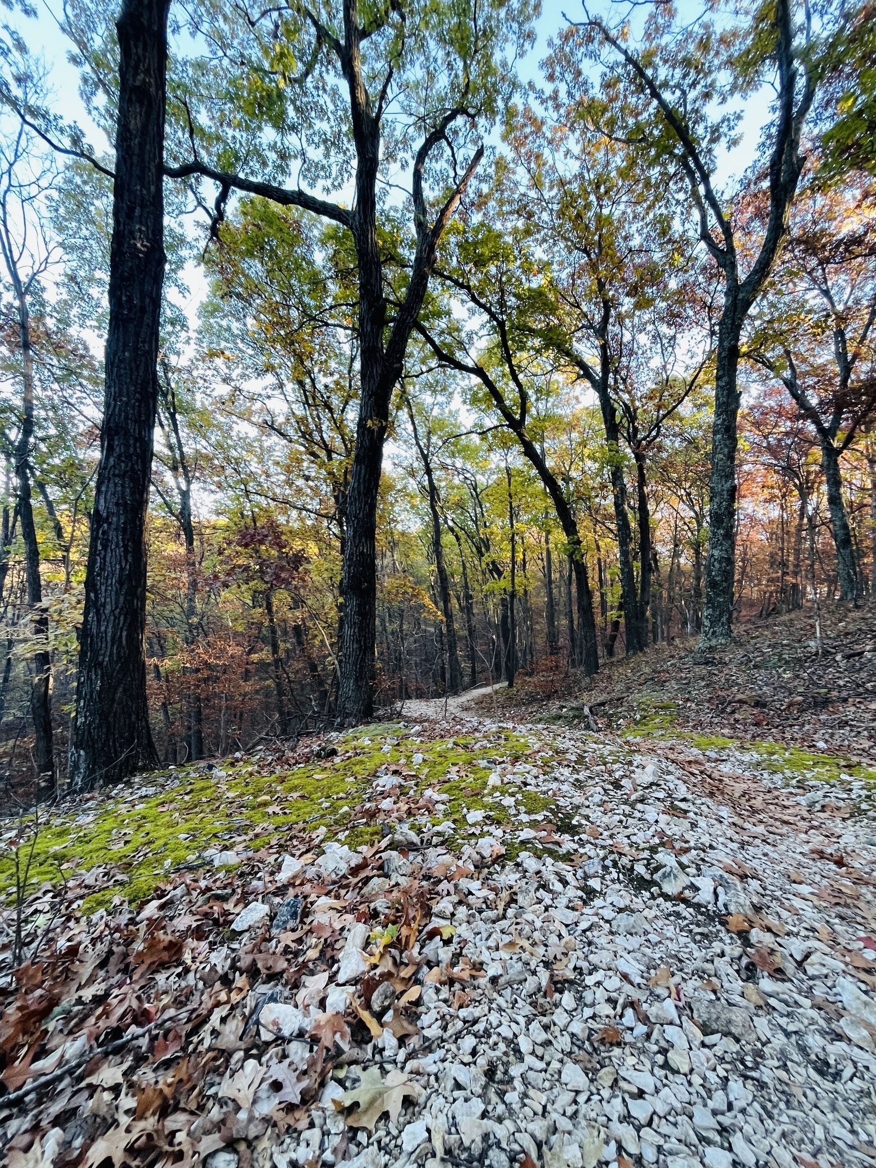a path winding through the woods with light green moss