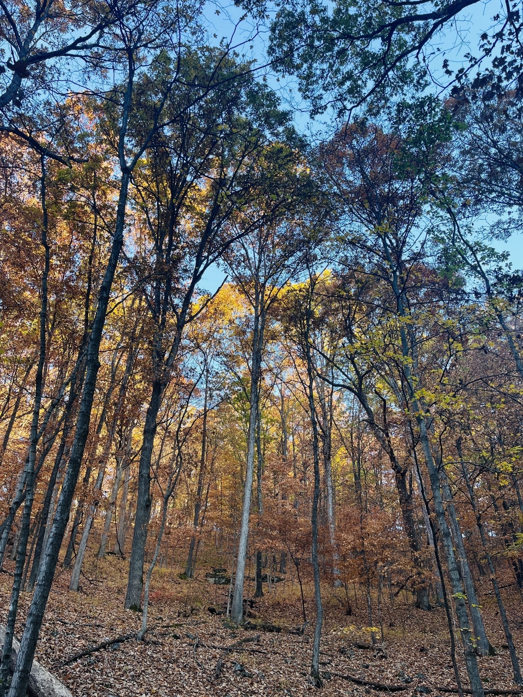 looking up at the sky through a canopy of fall trees
