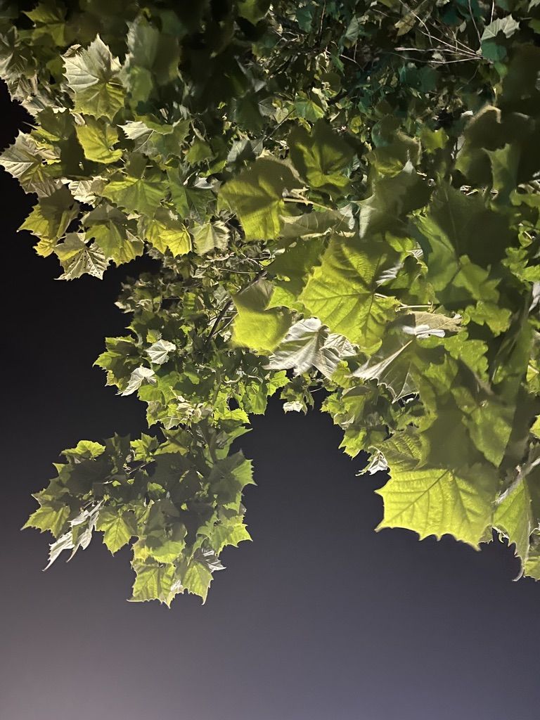 Leaves at night