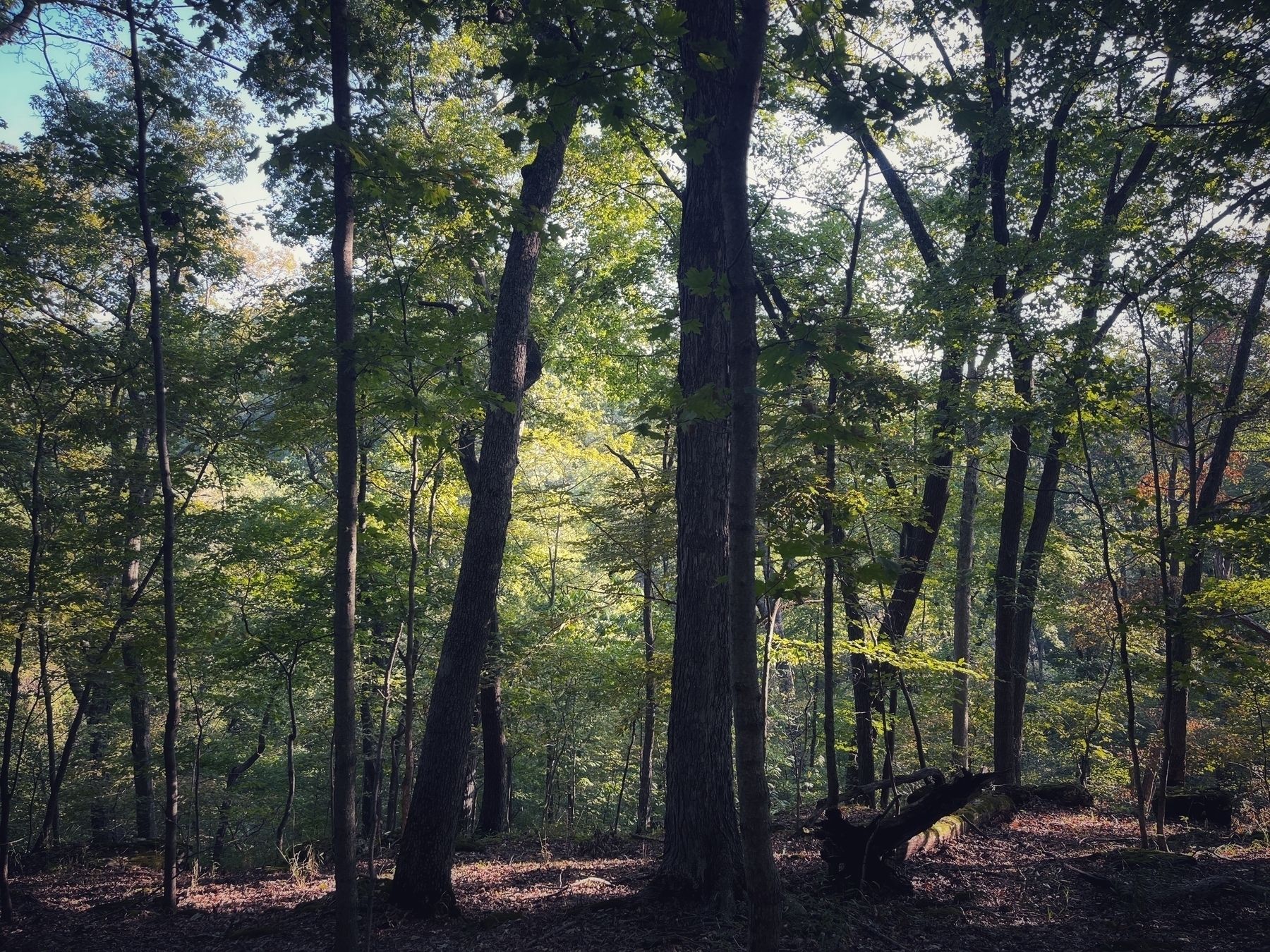Several tall trees in each side of a trail