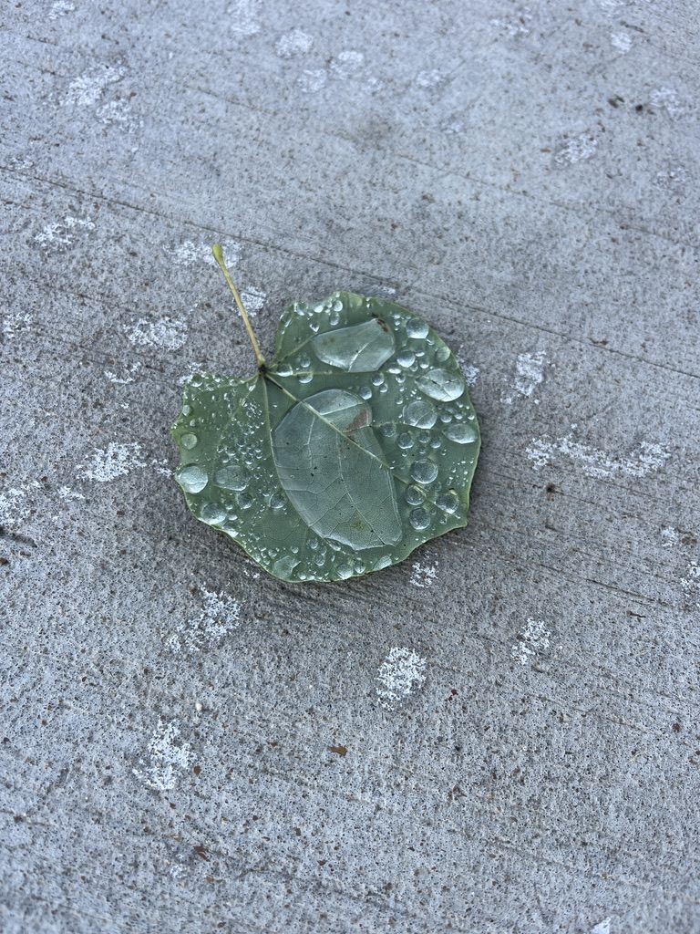 Raindrops on a leaf