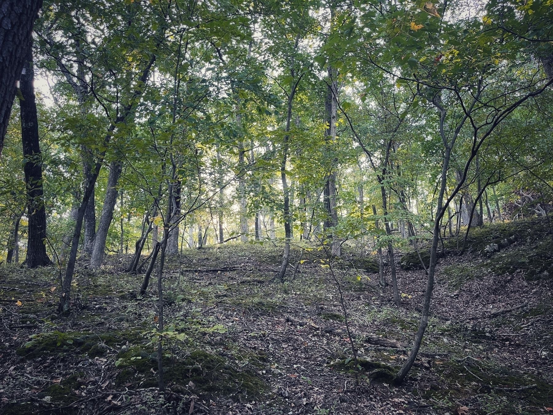 Looking up a hillside with young trees growing