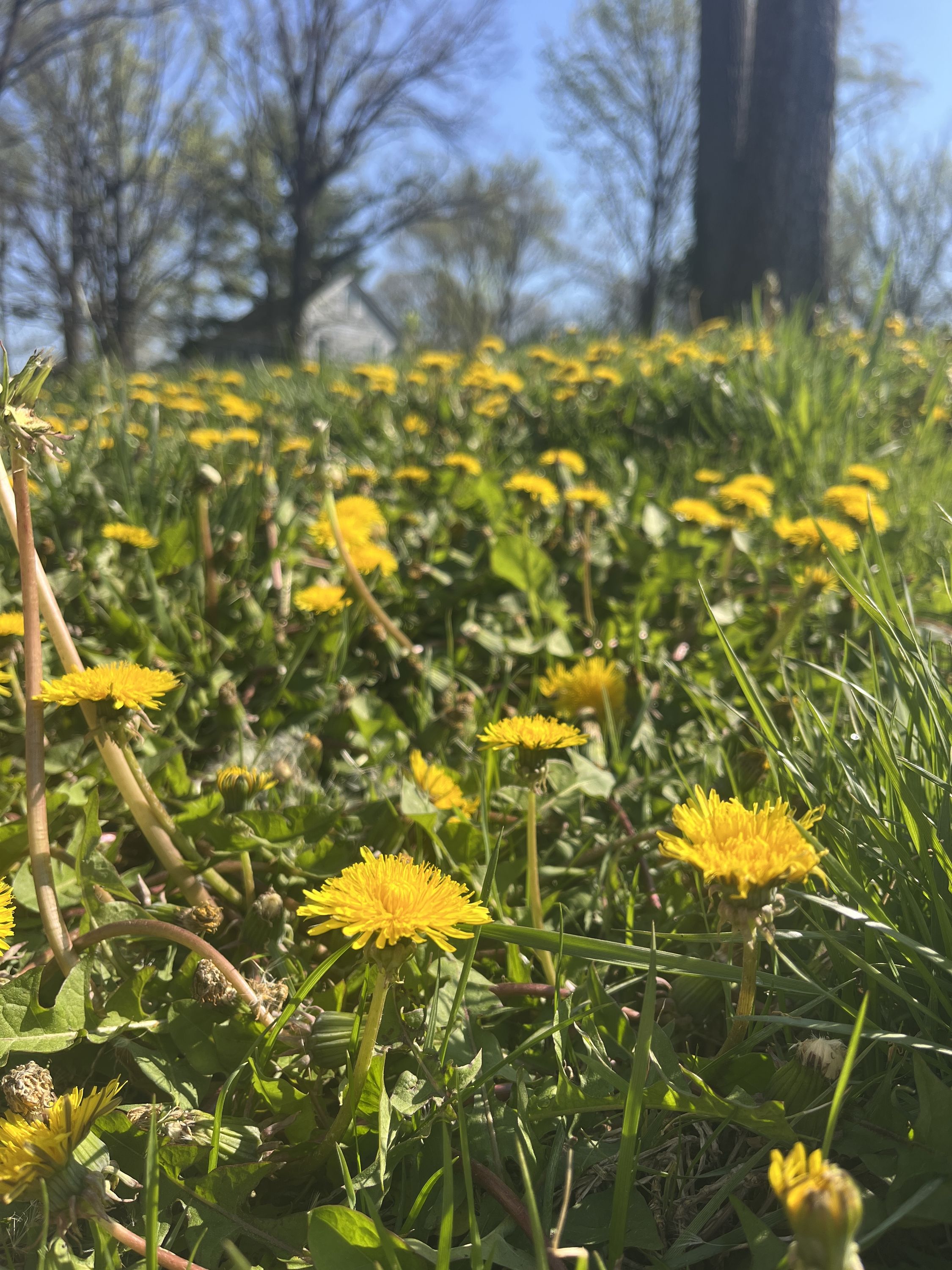 Dandelions