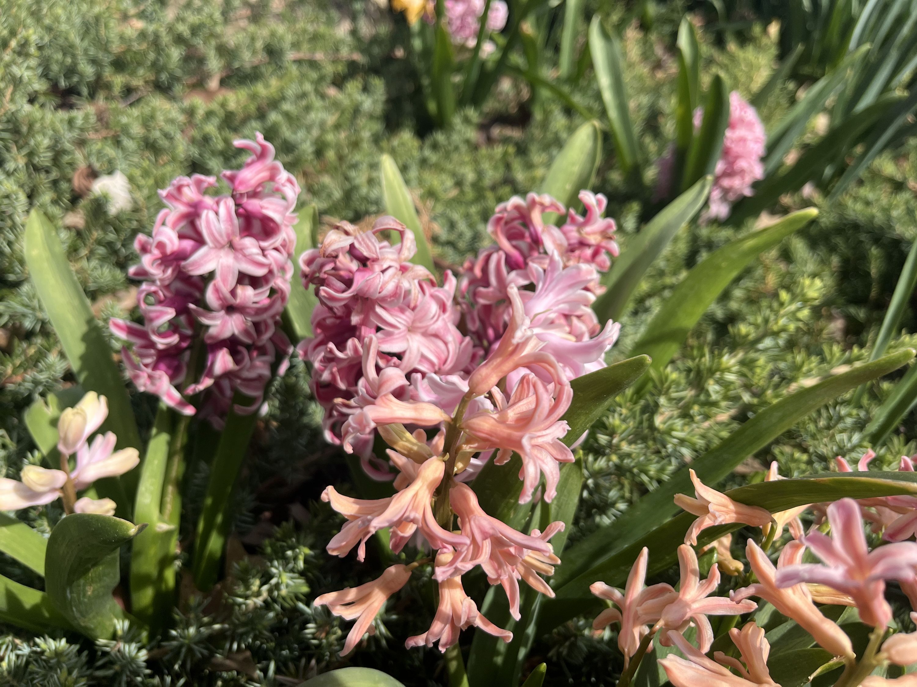 Hyacinth