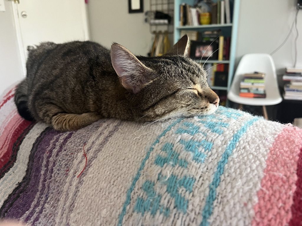 Comfy cat