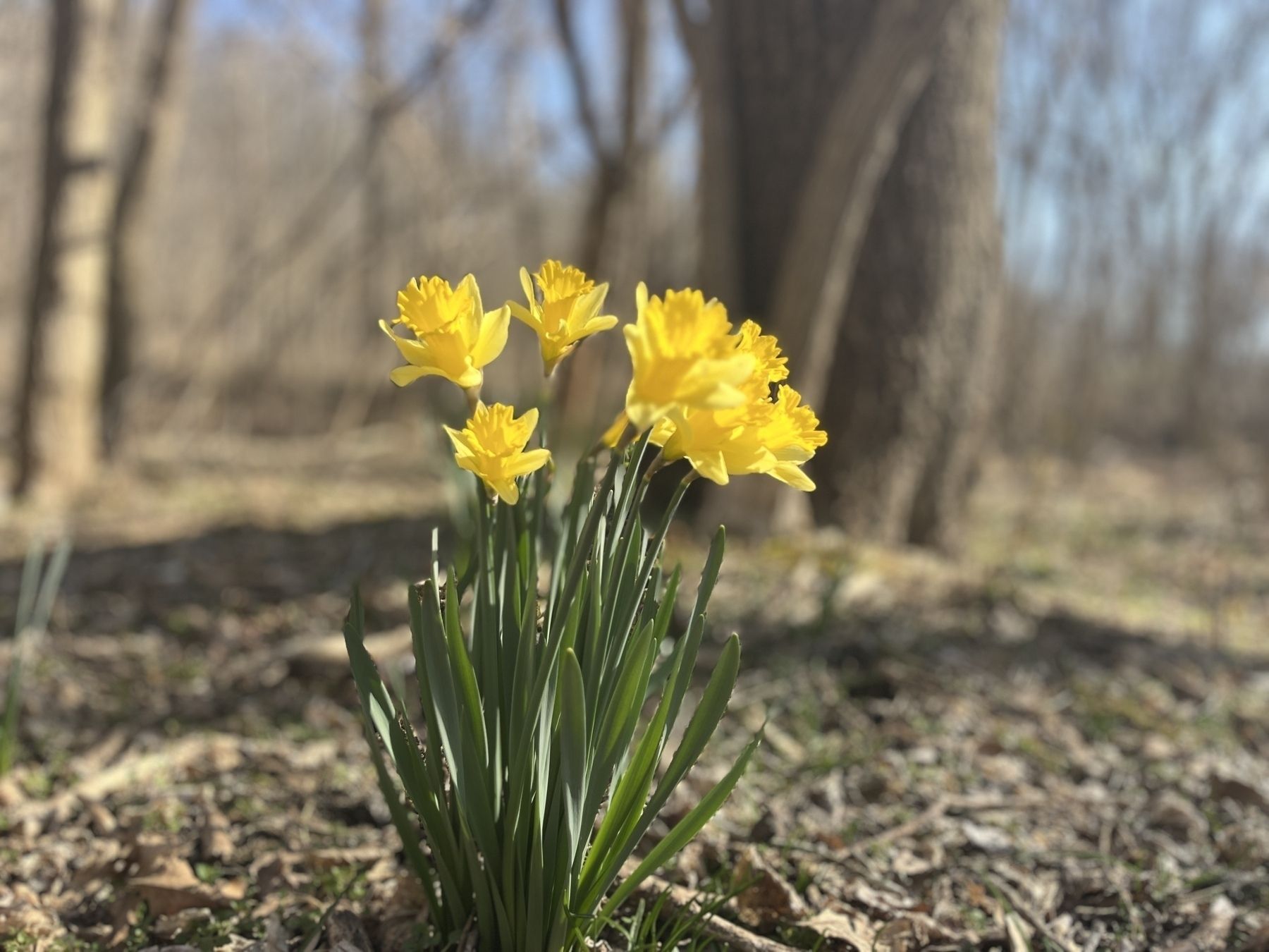 Daffodils in bloom with a tree in the background