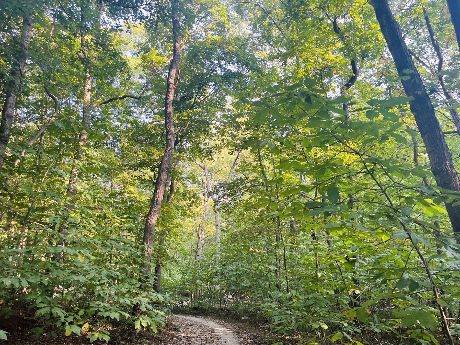 A winding path through trees with light green leaves in the woods