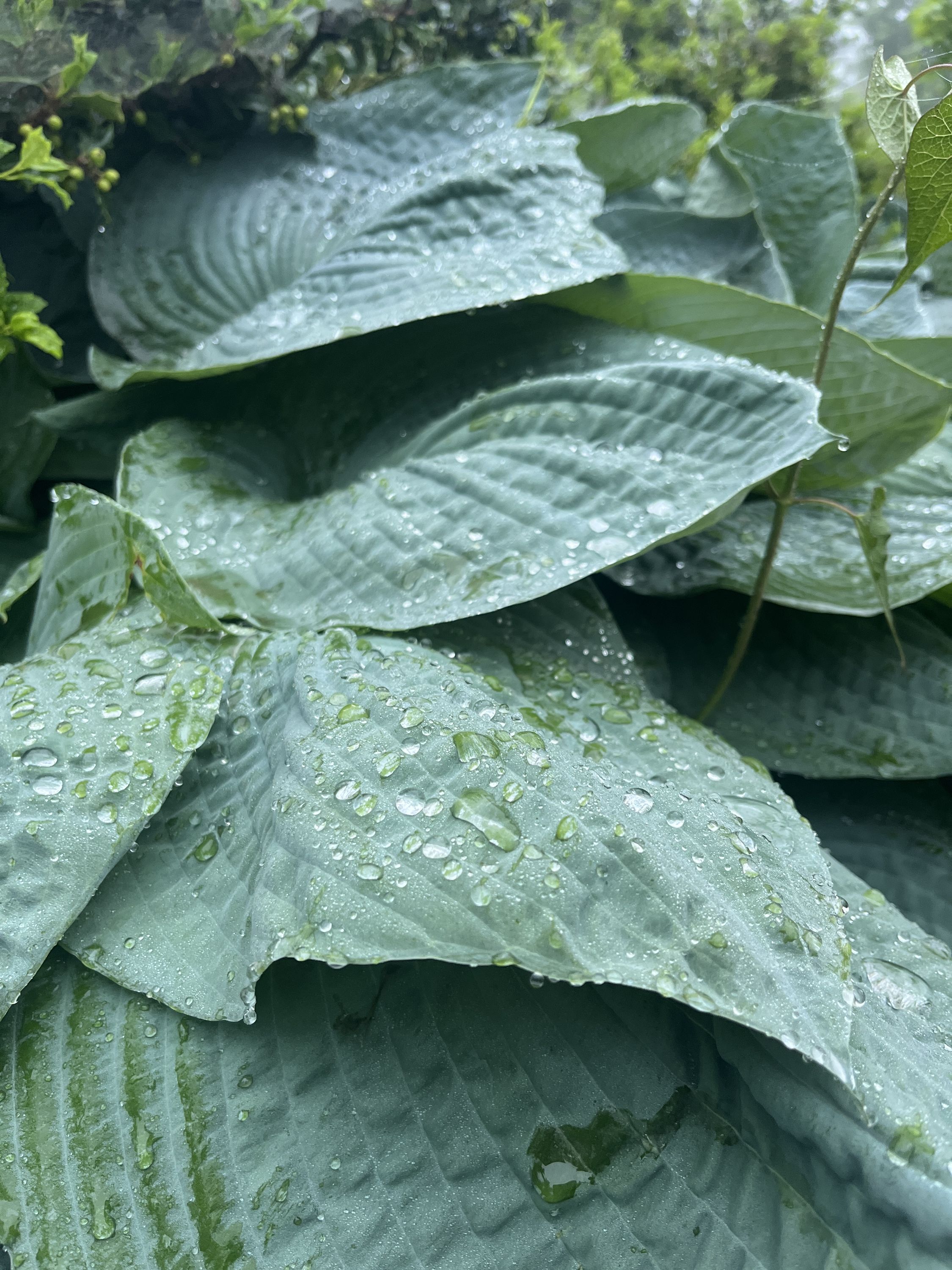 Rain