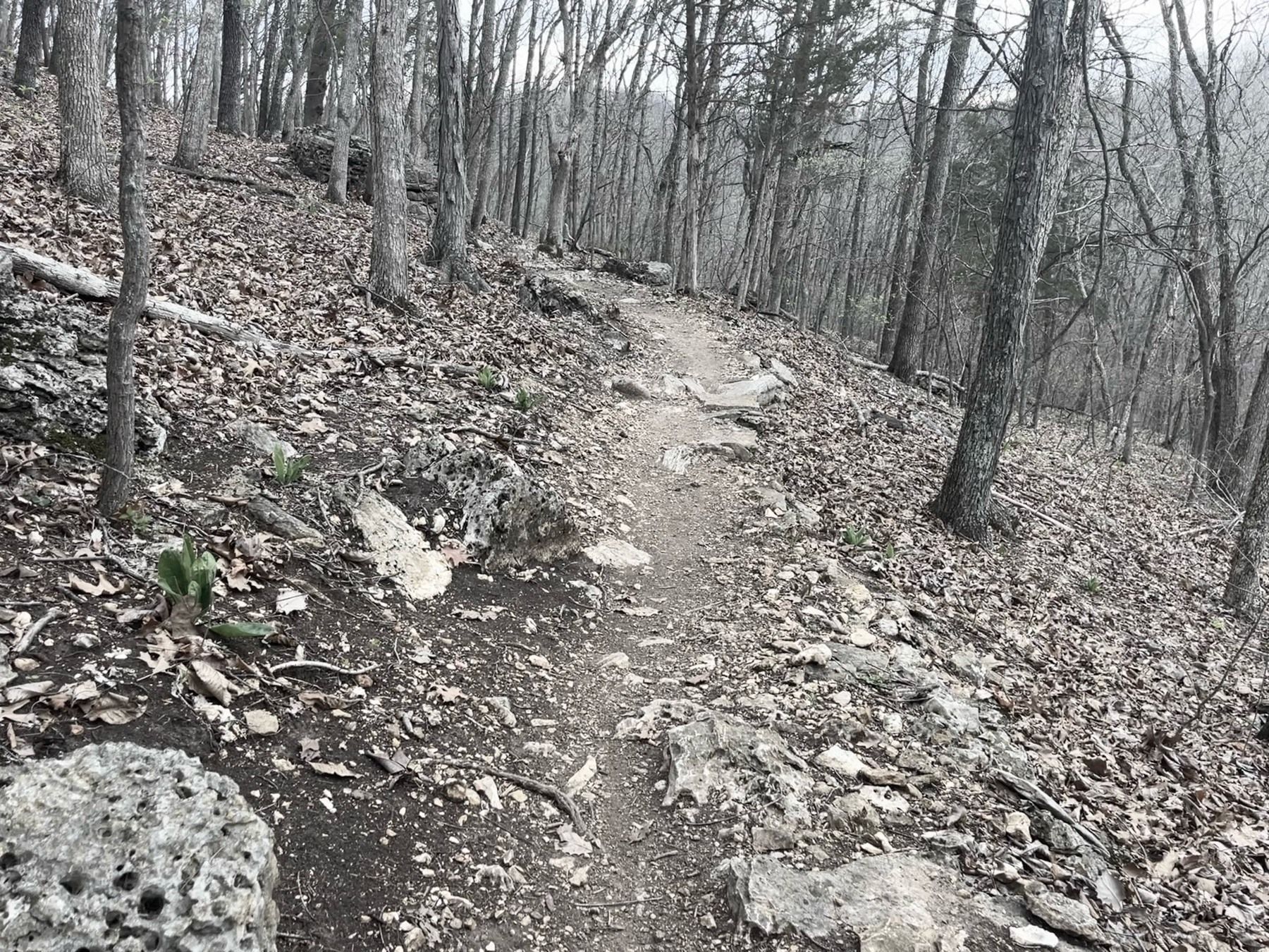 A black and white view of a trail with a rock in the front left and scattered trees around