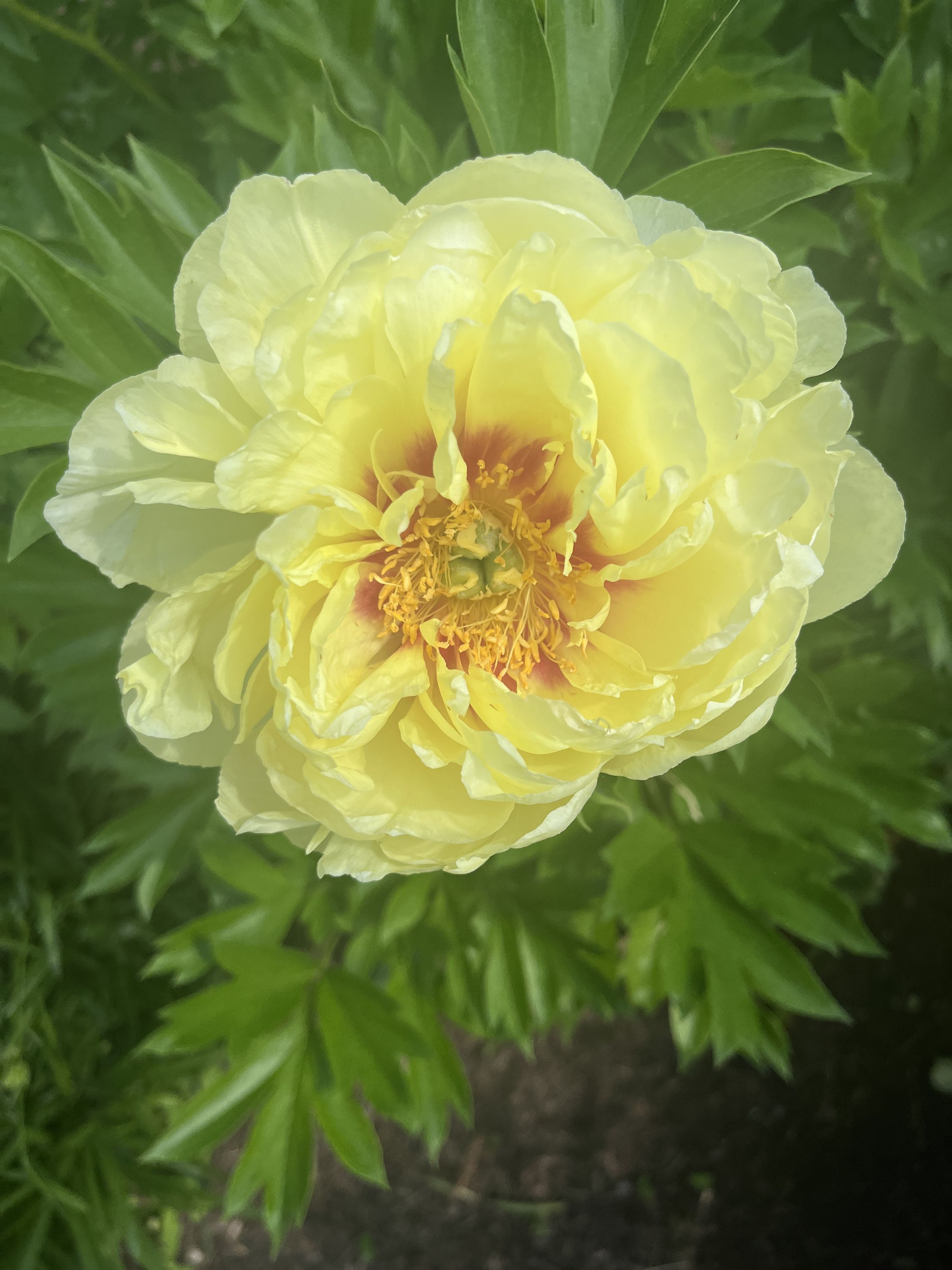 A single yellow gardenia