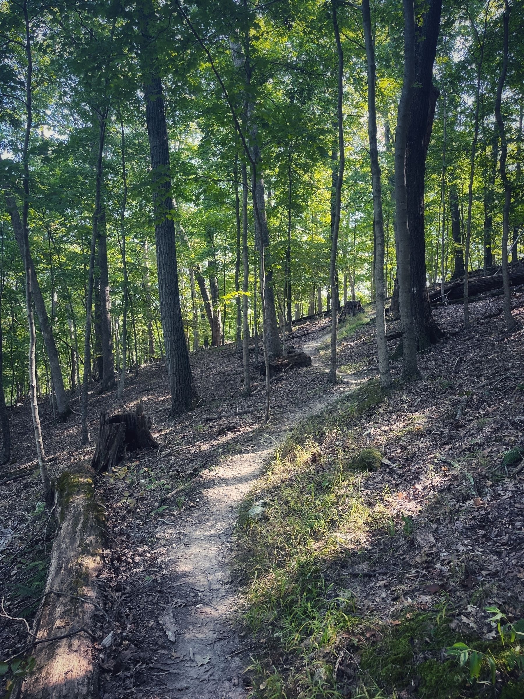 A winding trail with a stump and moss covered log beside it