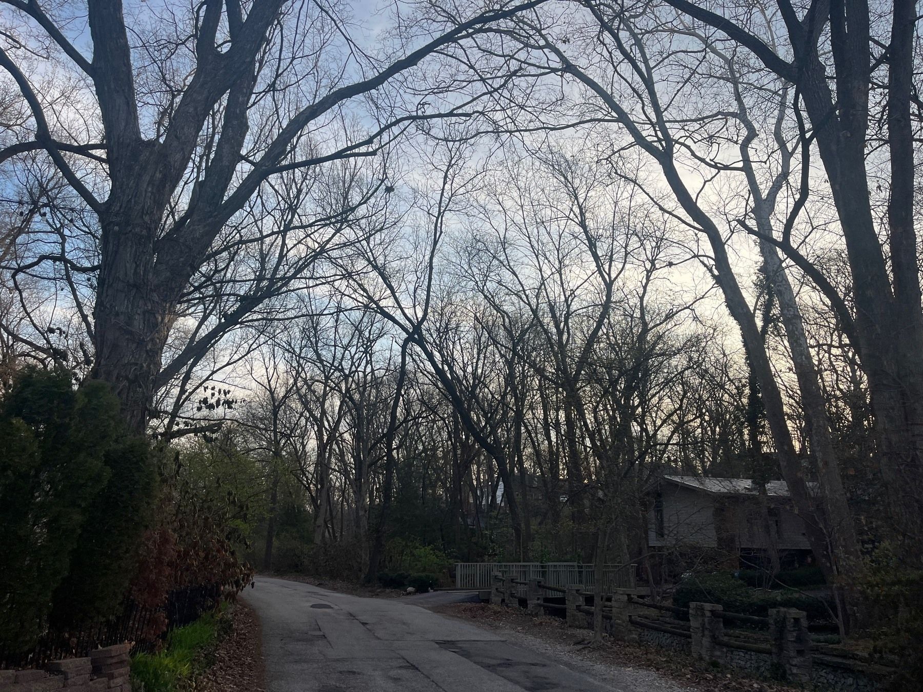 Narrow paved road bordered by trees