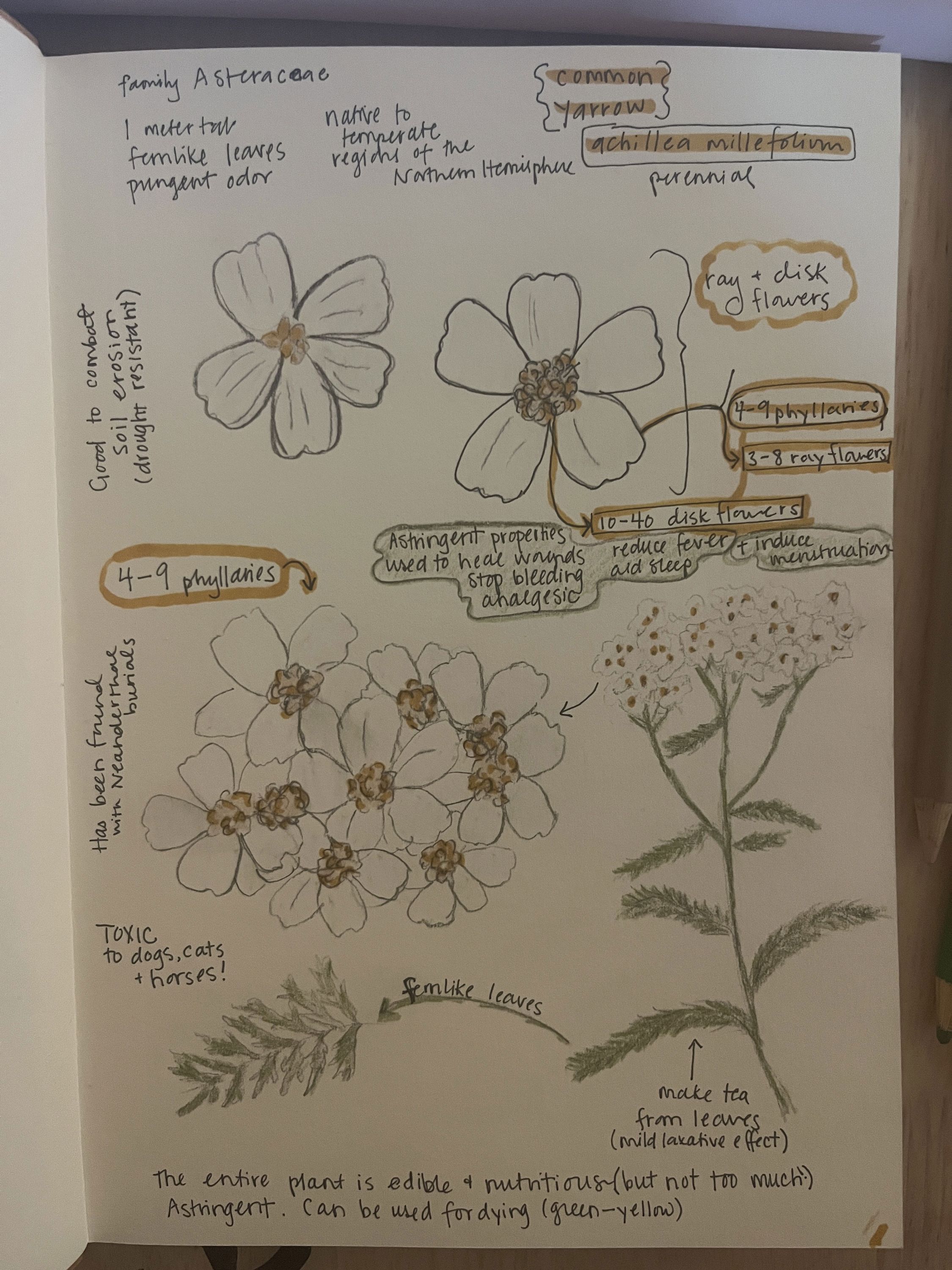 A sketchbook page showing simple drawings of common yarrow with handwritten notes