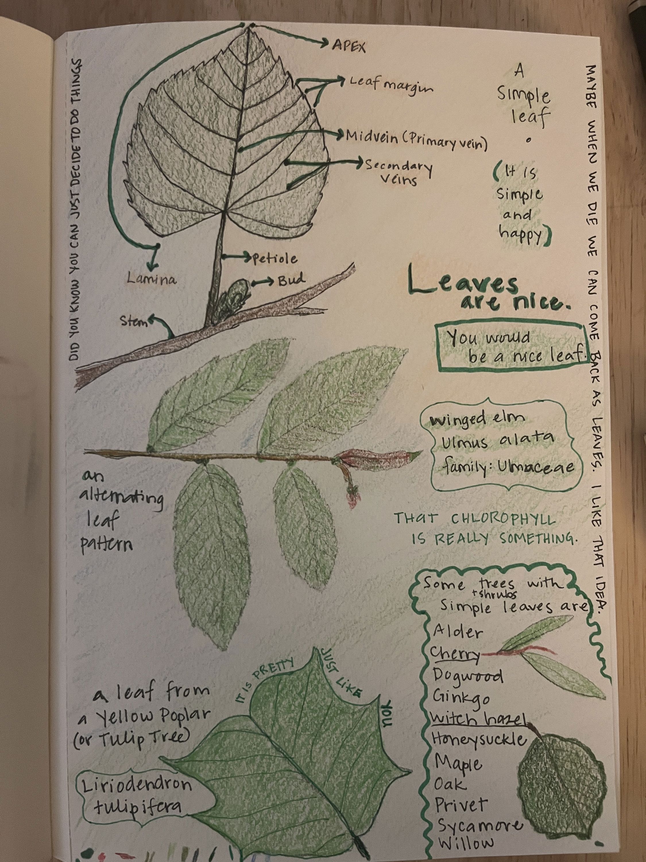 A sketchbook page with drawings and notes of simple leaves