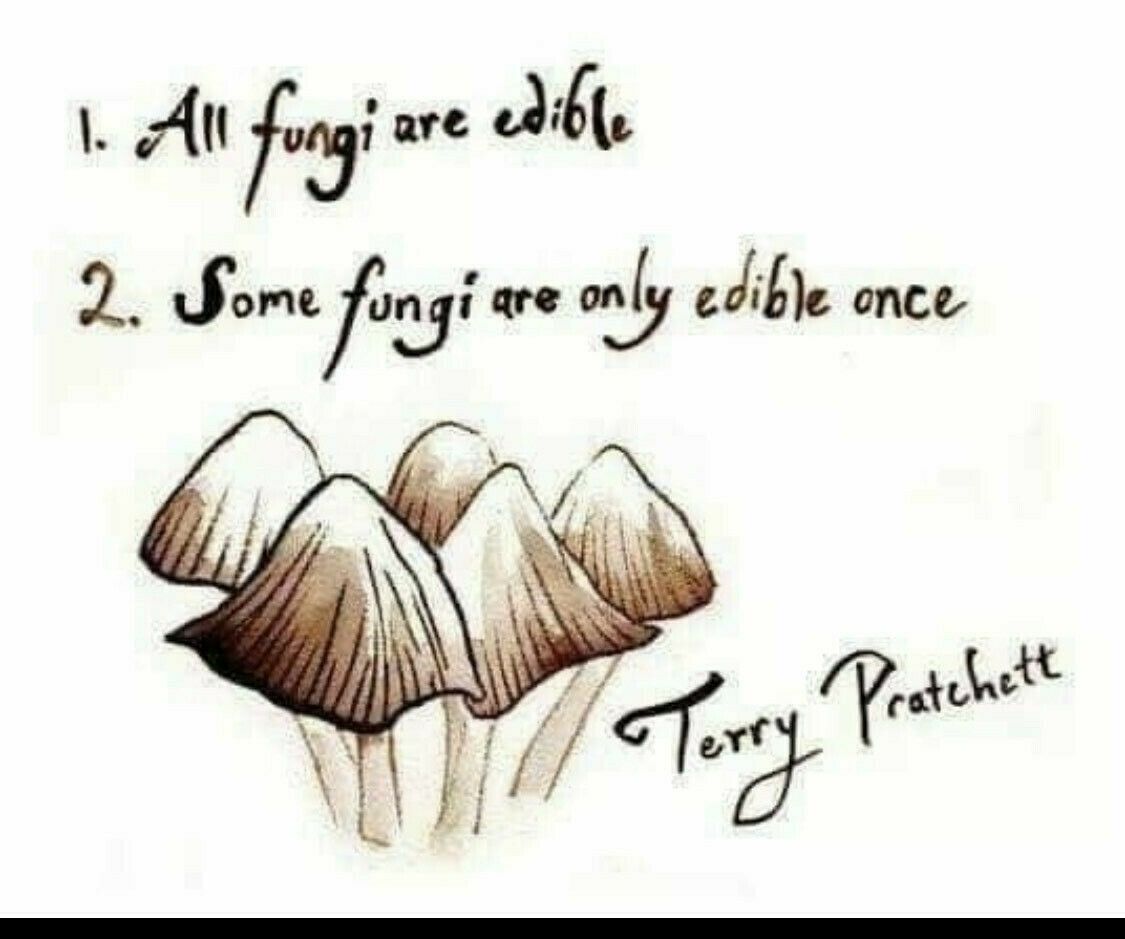 A drawing of small brown and white mushrooms with a quote from Terry Pratchett reading “all fungi are edible: some fungi are only edible once.”
