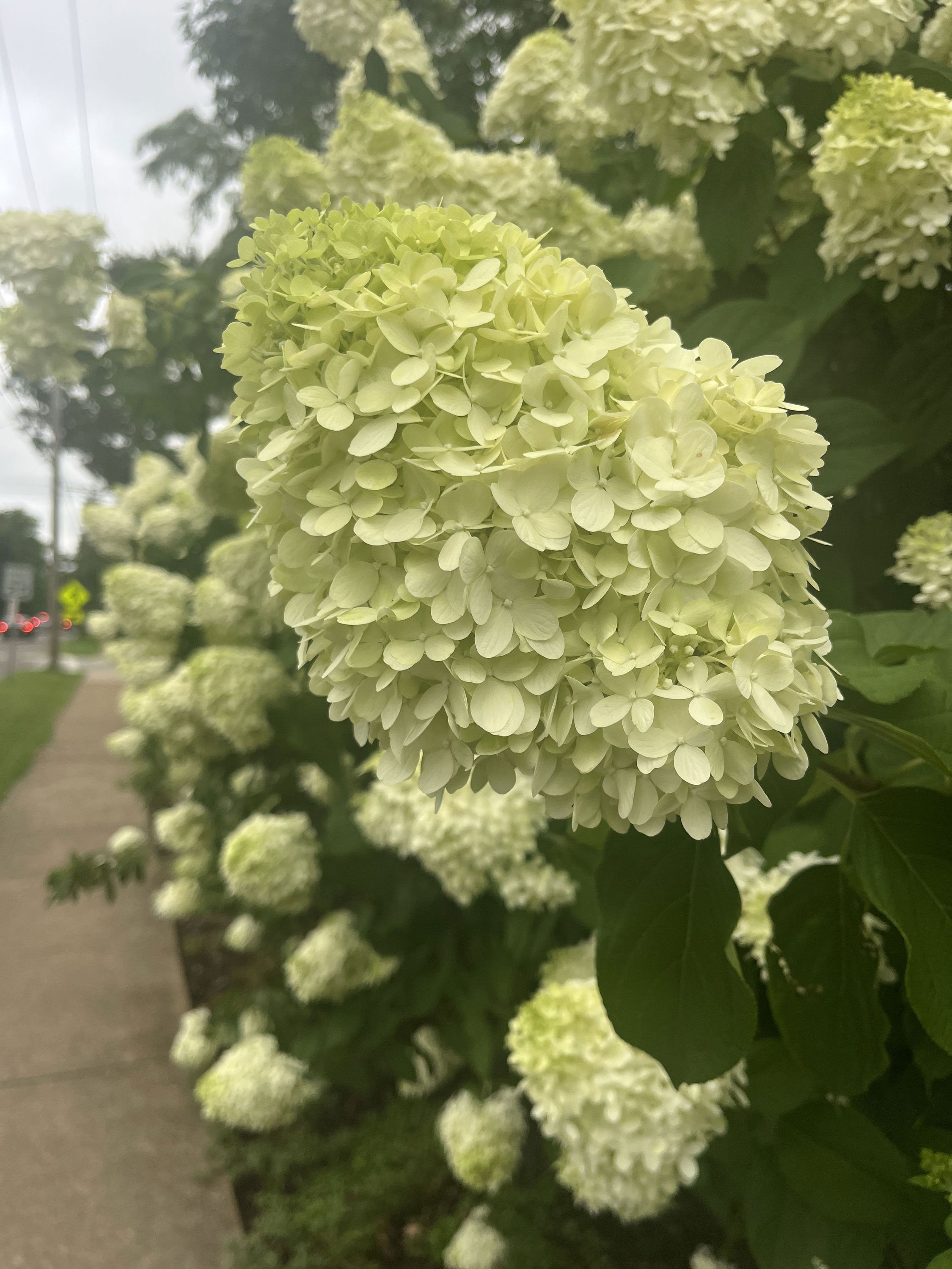 A row of white hydrangeas in full bloom A row of white hydrangeas in full bloom