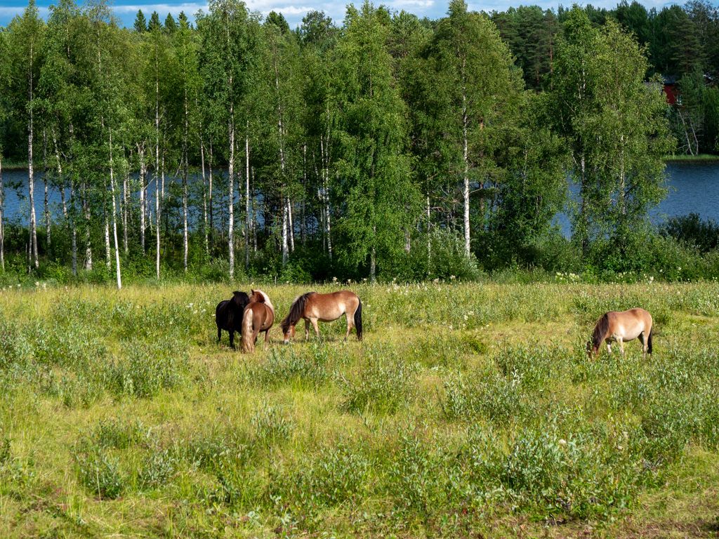 Häster i hagen
