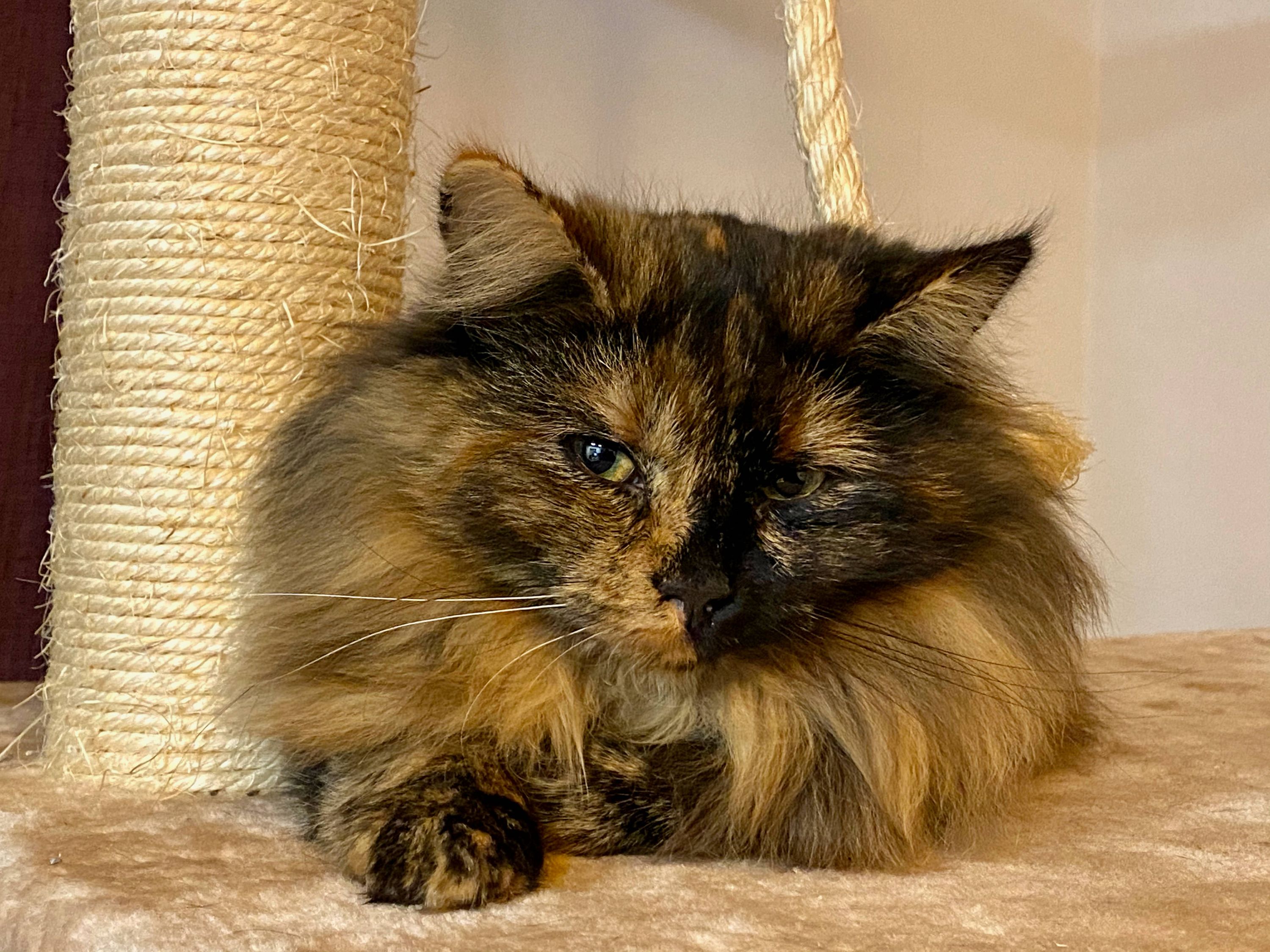 Agnes