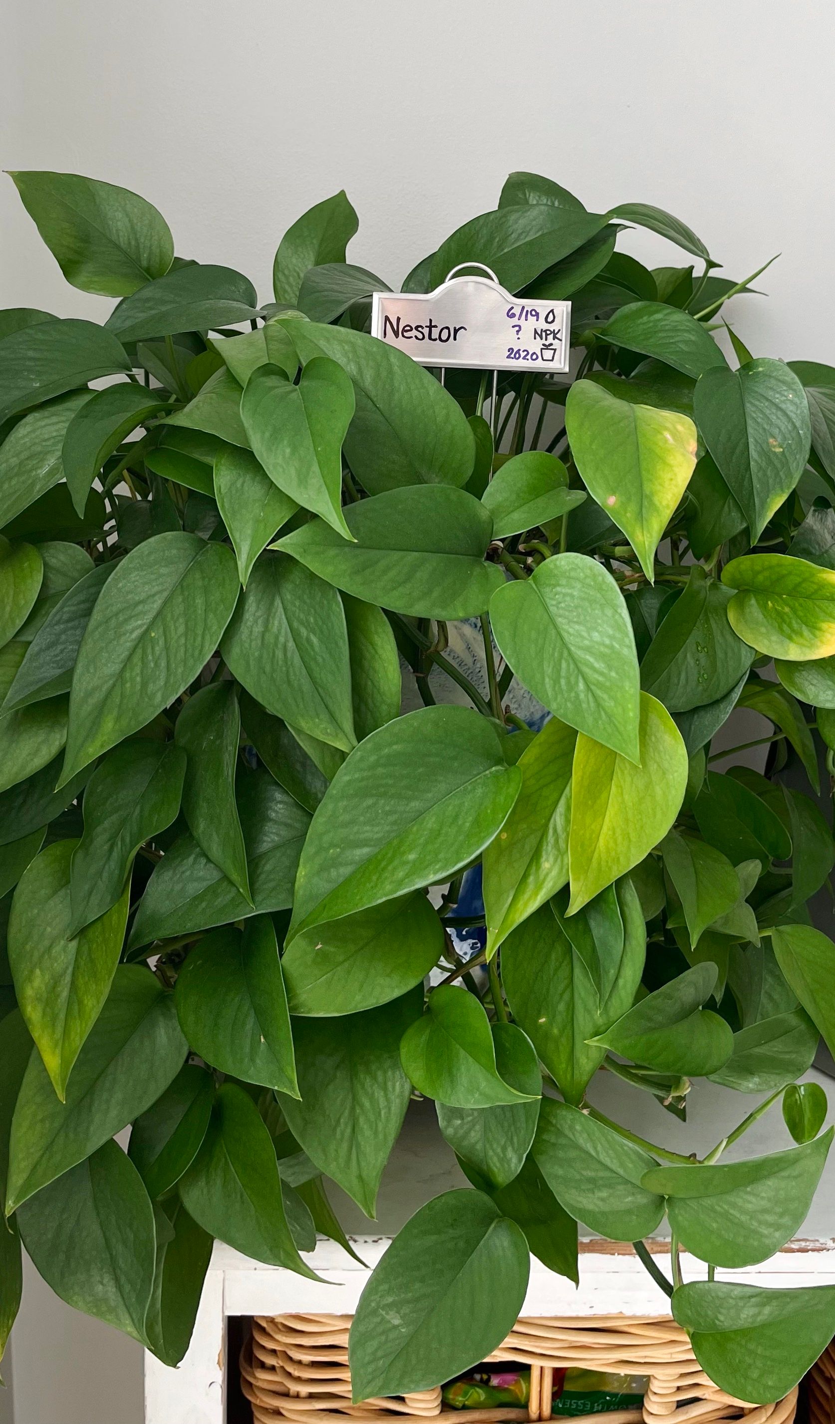 Nestor, a Pothos