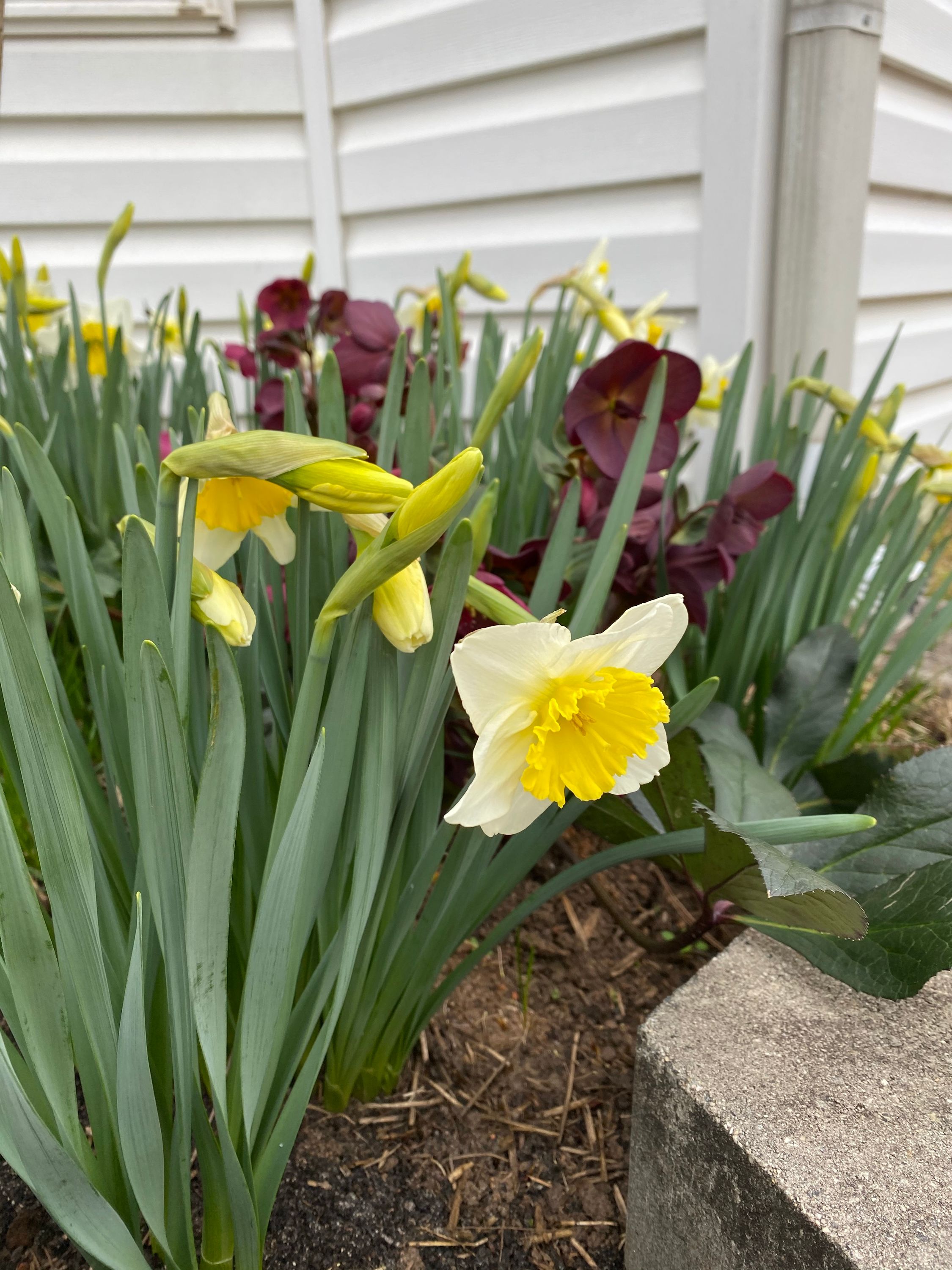Daffodils in bloom in March