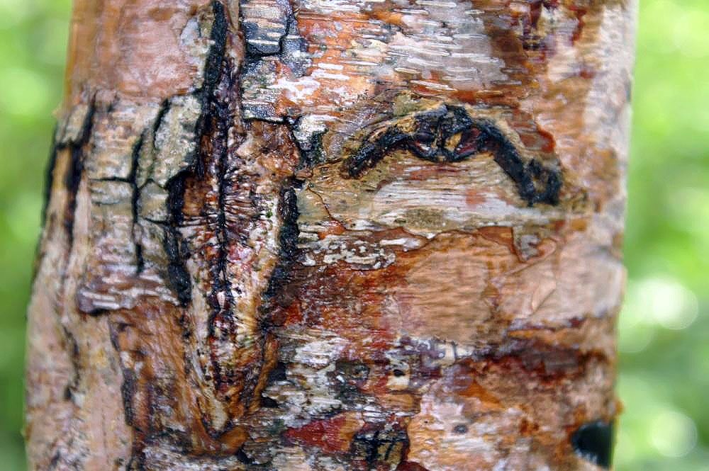 River Birch bark