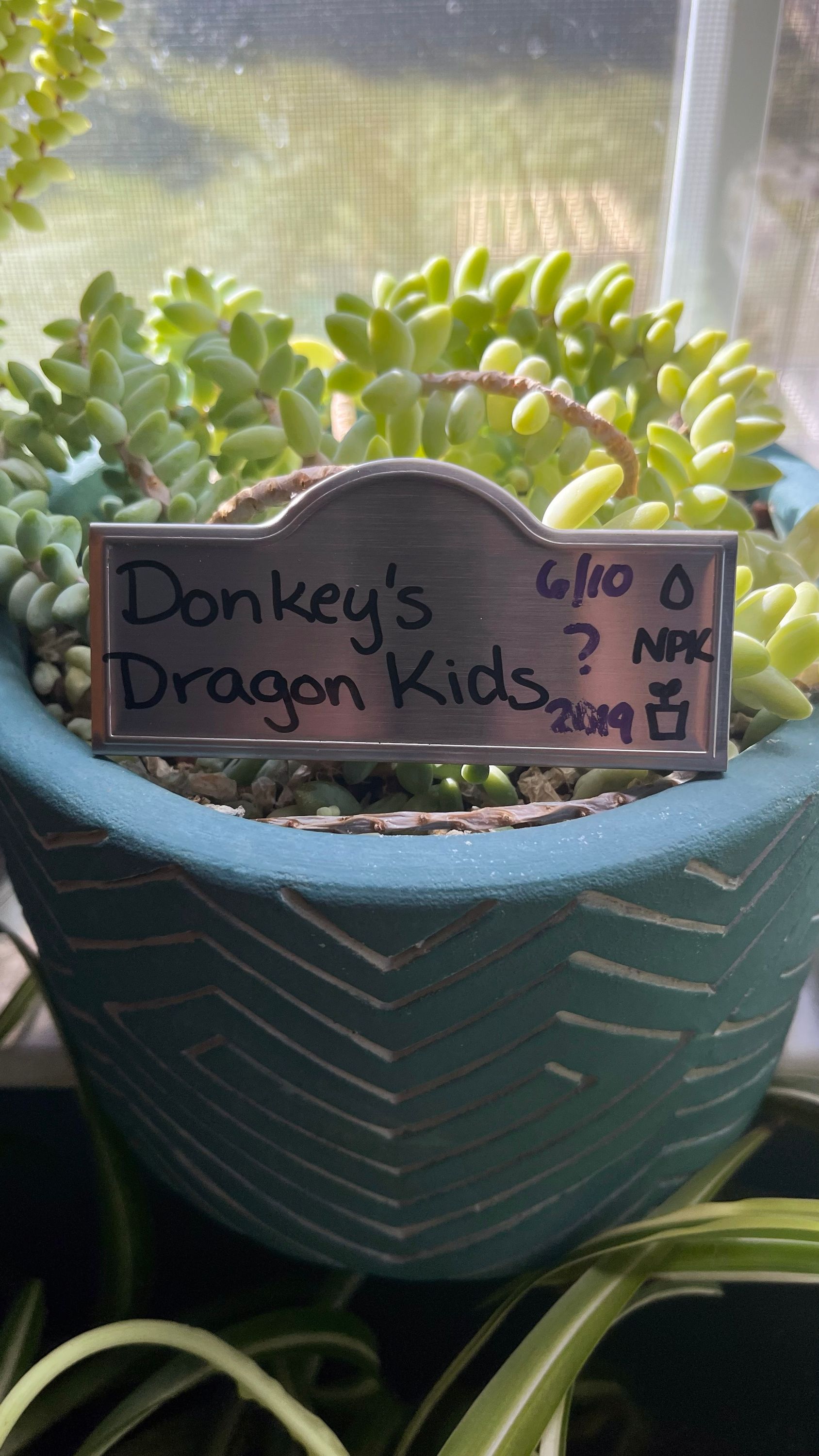 Donkey’s Dragon Children (Burro’s Tail)
