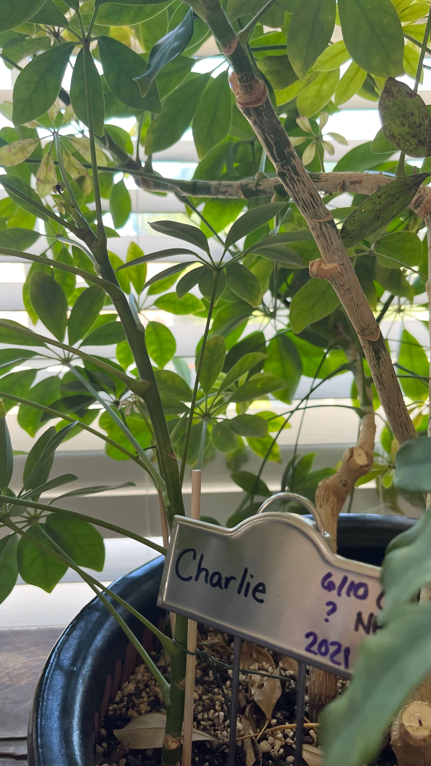 Charlie, the money tree–glamour shot!