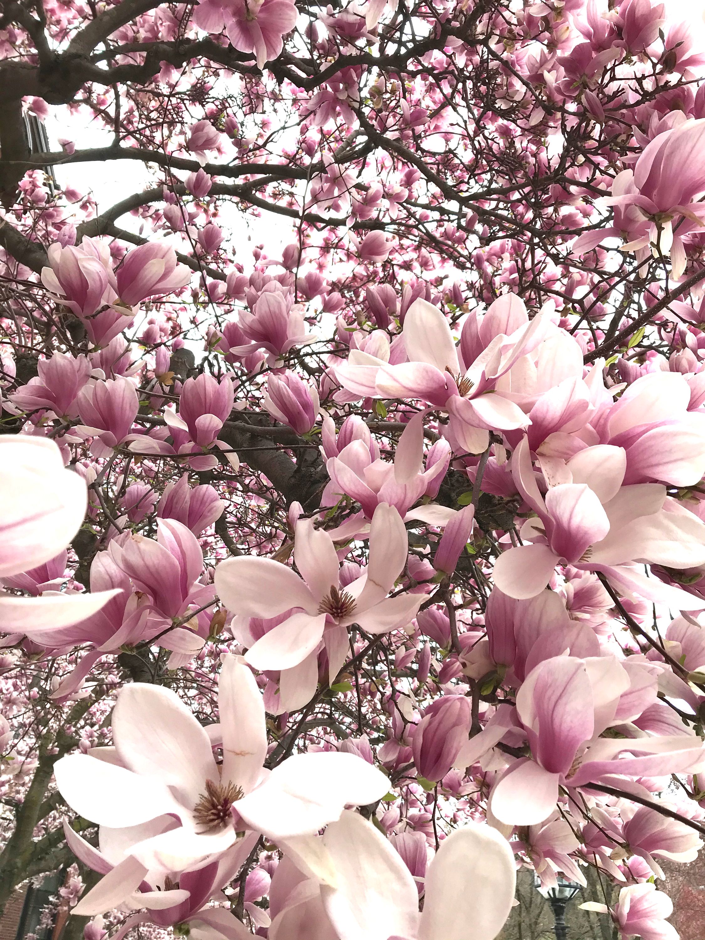 A magnolia in full bloom