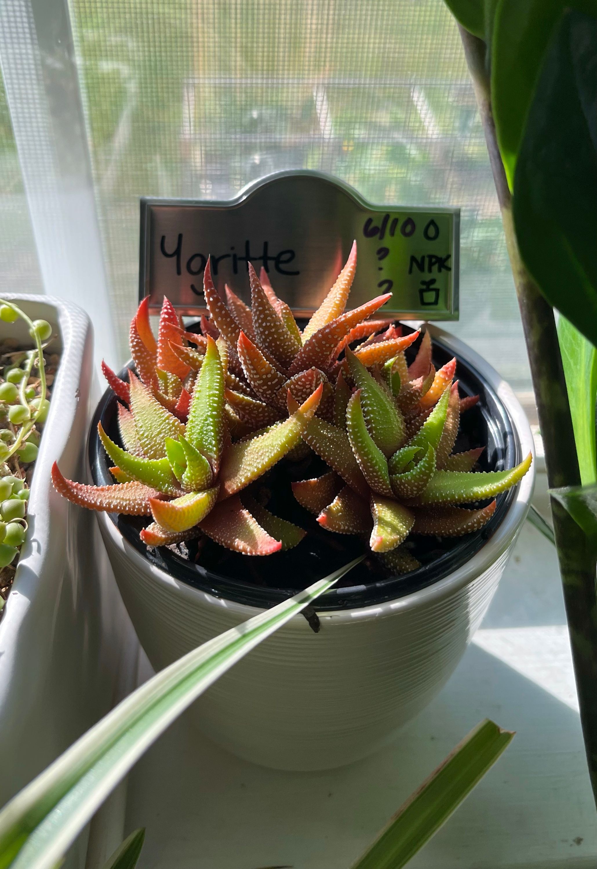 Ygritte, a Fire Red Haworthia