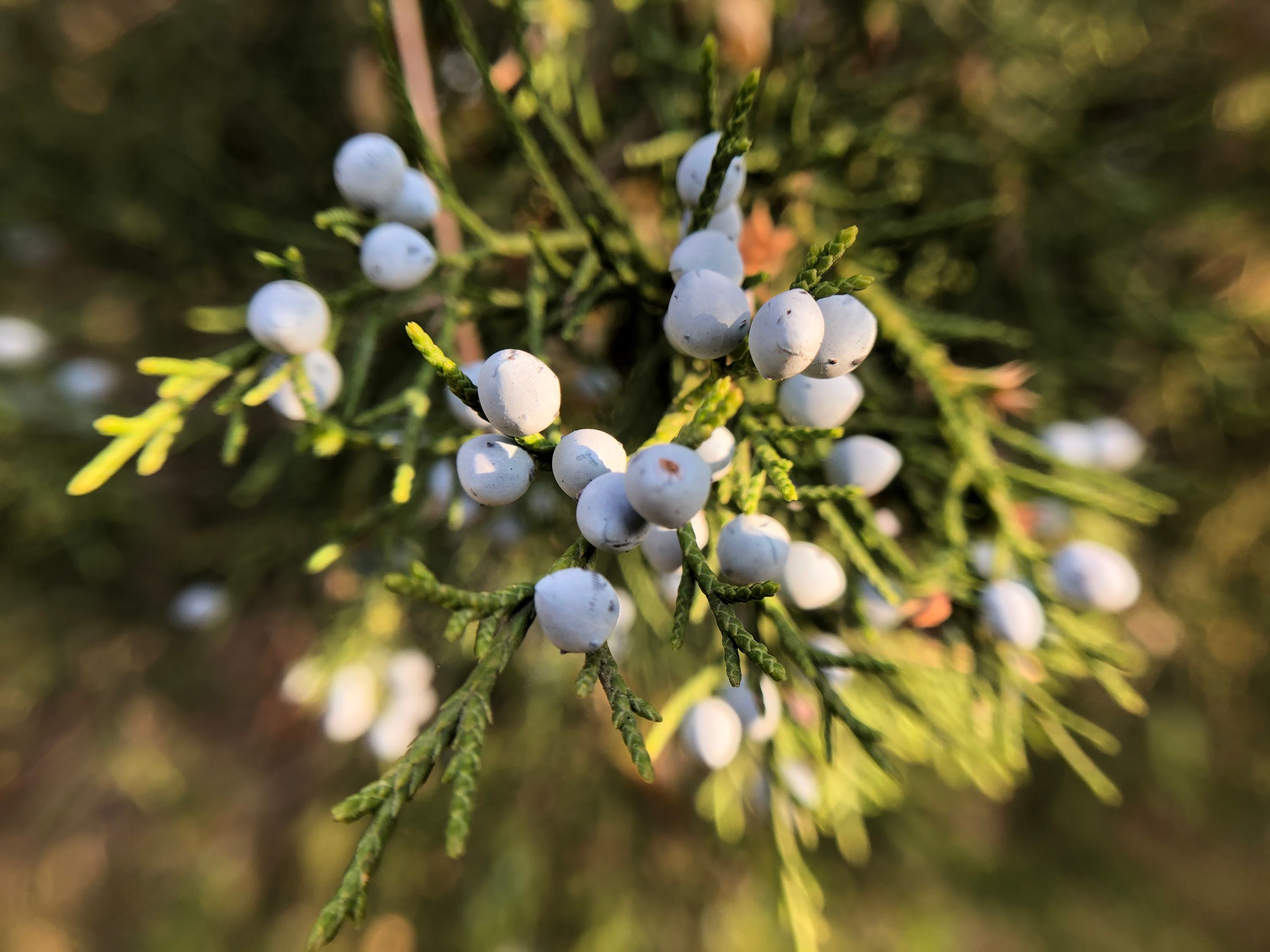 Juniperus virginiana, Easter Redcedar