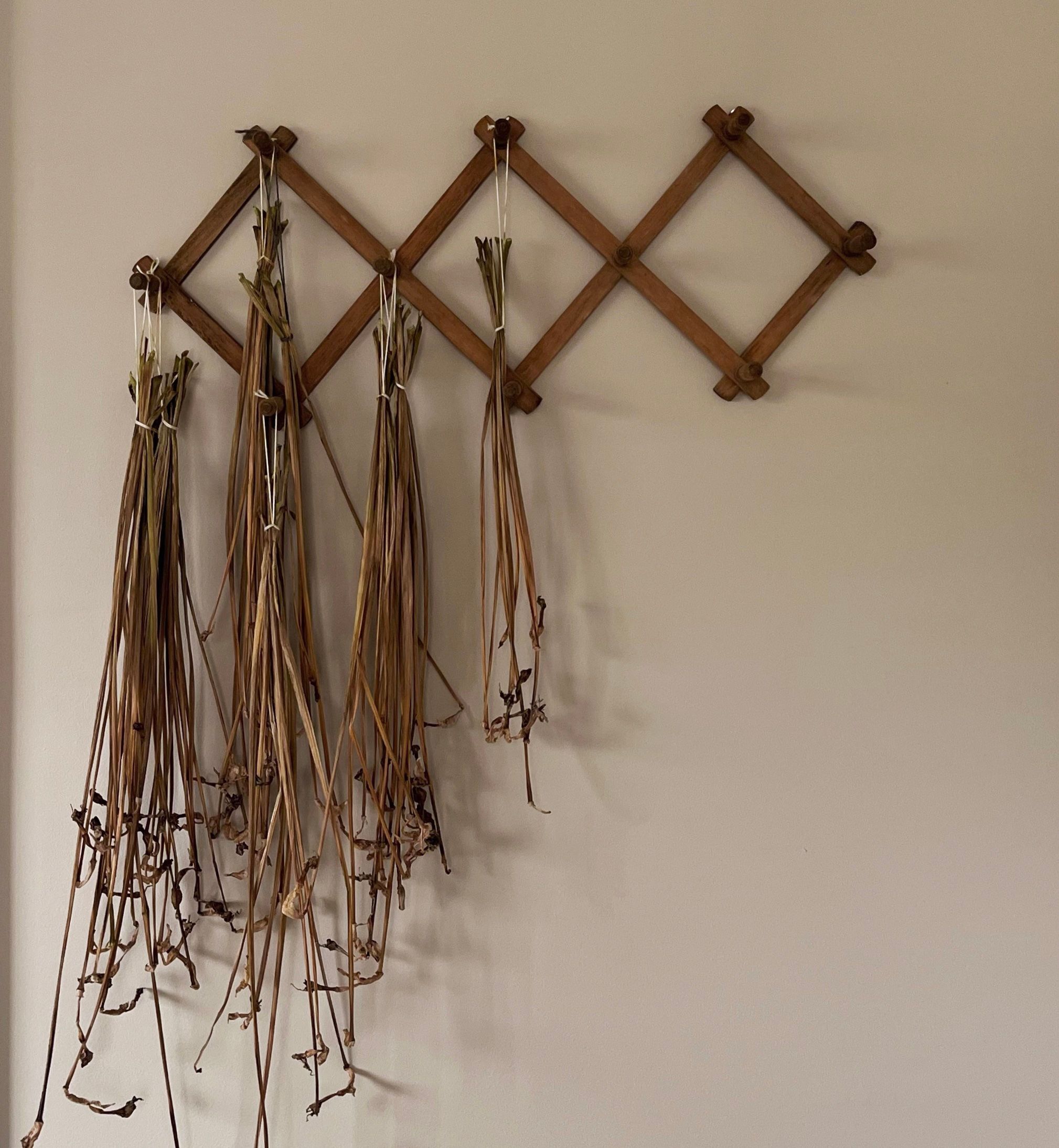 Daffodil stems drying in my office