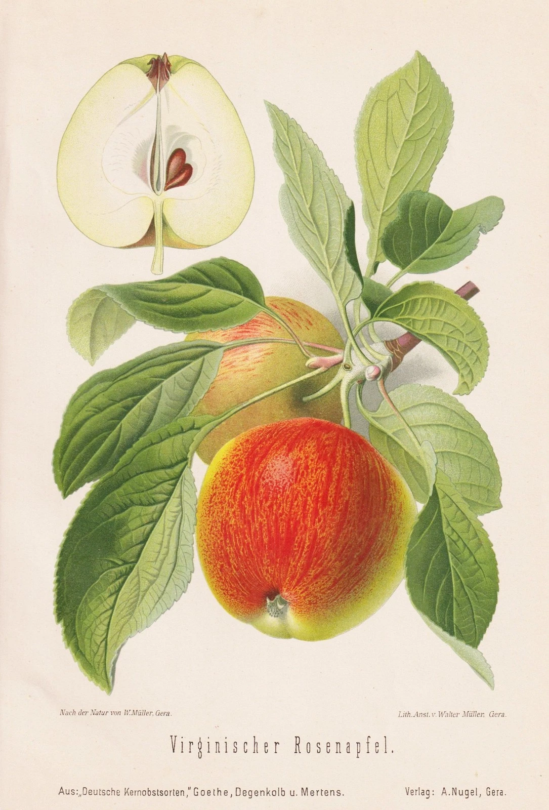 *Adapté de E. Binet, chIII. p55