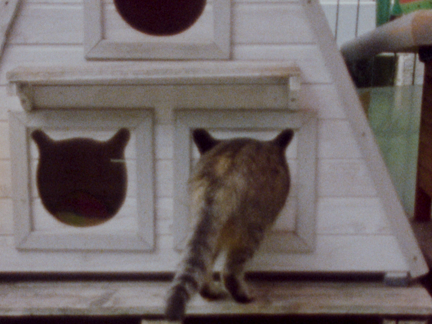 Cats