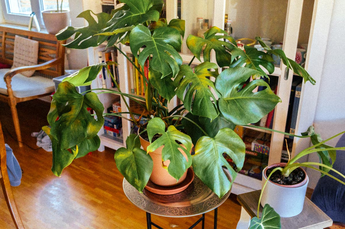 Monstera