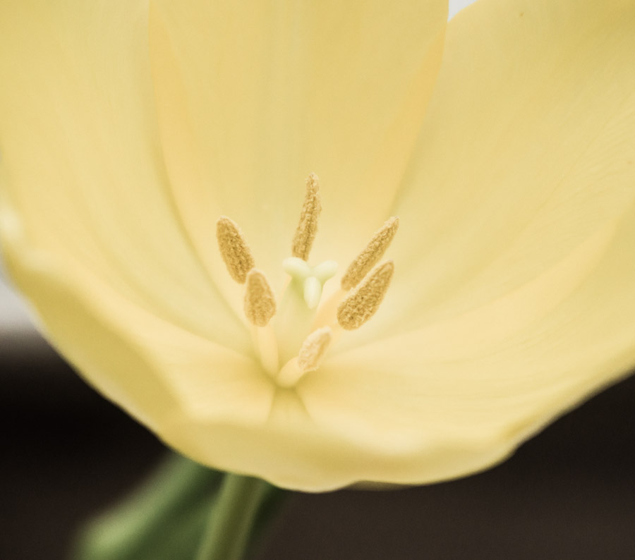 A tulip