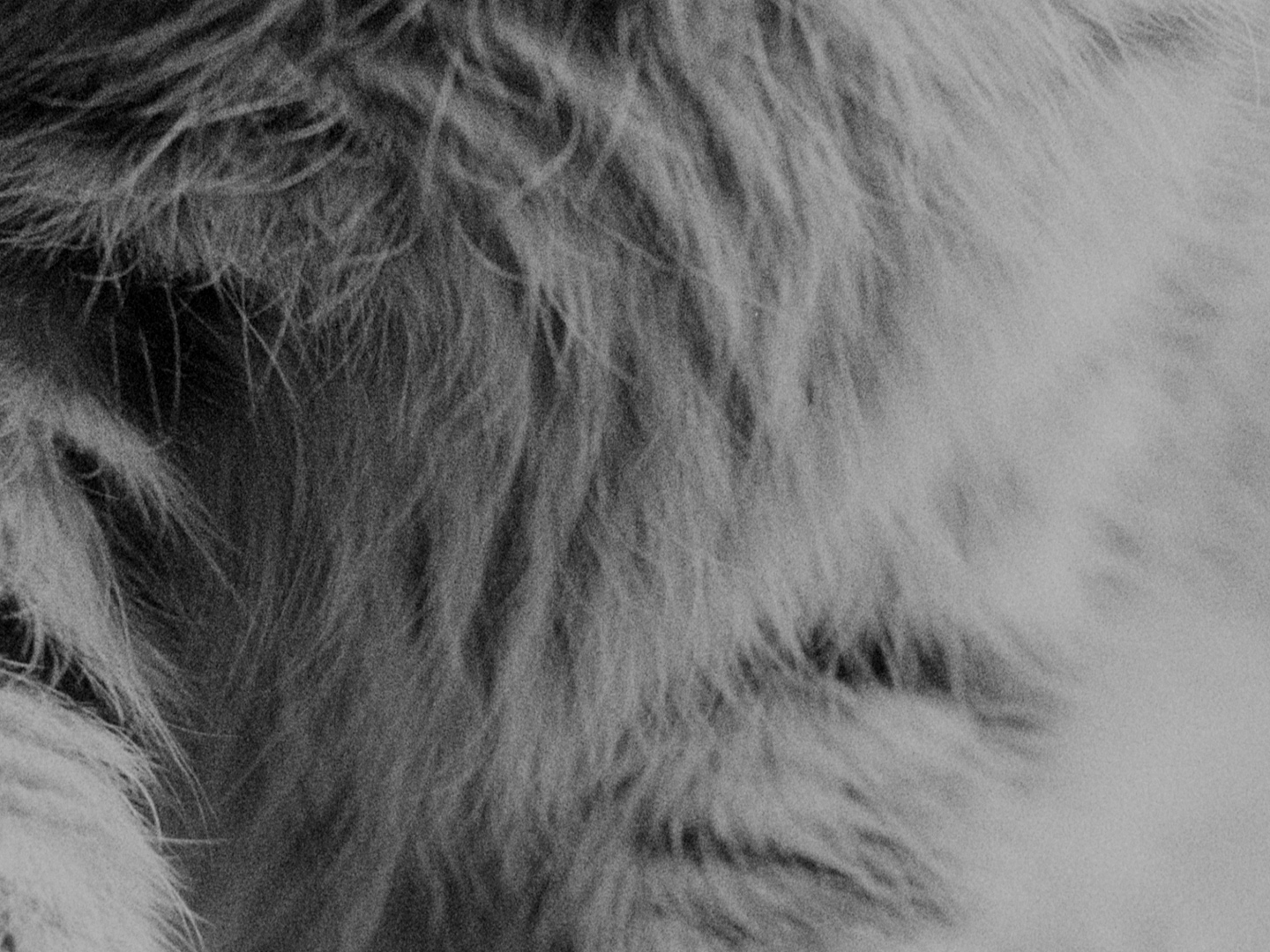 kitty