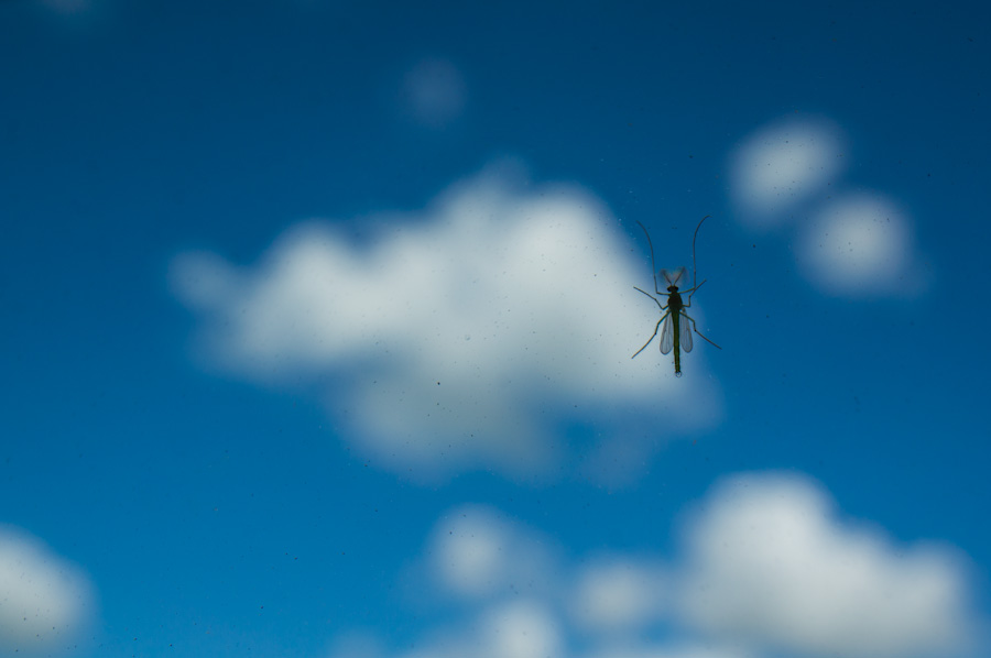 Opportunistic mosquitoes