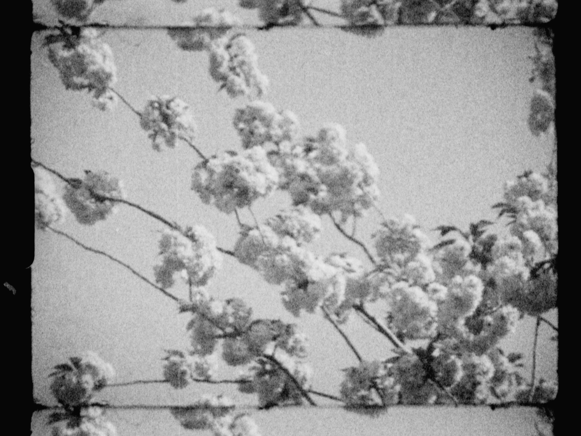 South London during lockdown Kodachrome K40 Super 8 Hand Processed