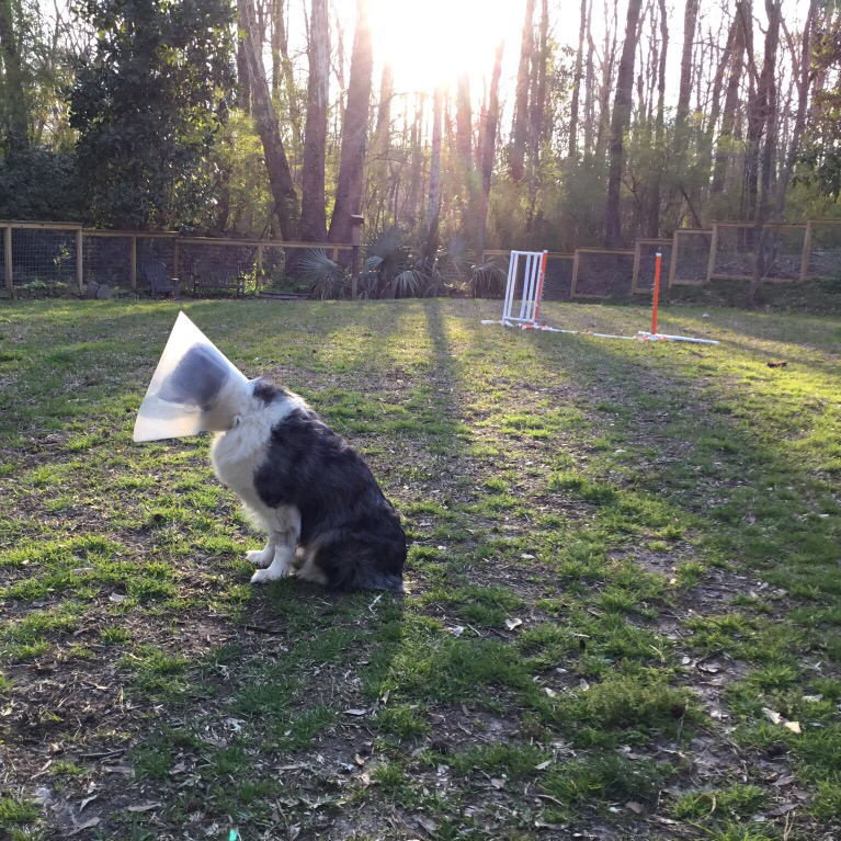 Cone head